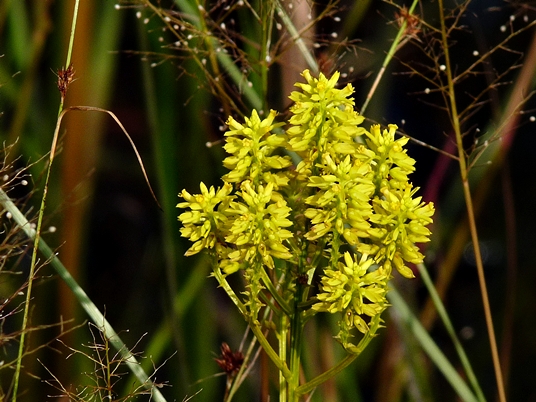 {Polygala cymosa}